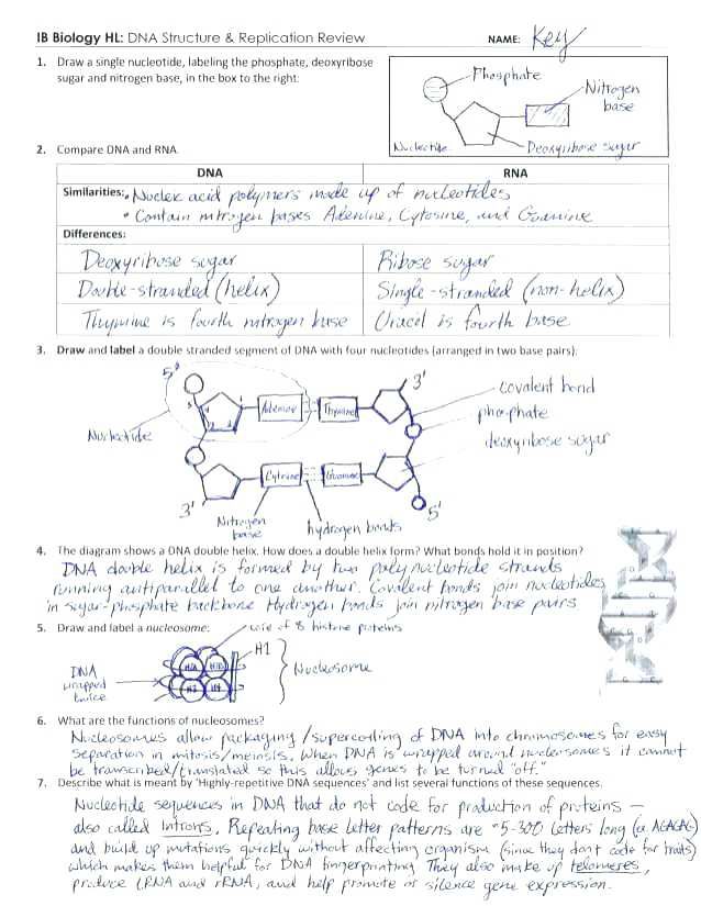 Review Of Coloring Dna Worksheet Answers References