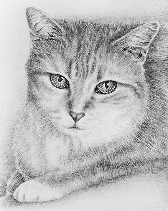 Incredible Cat Coloring Pages Realistic Ideas