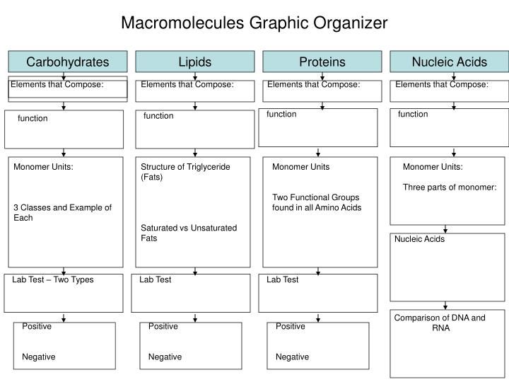 Macromolecules Worksheet #2 Answer Key