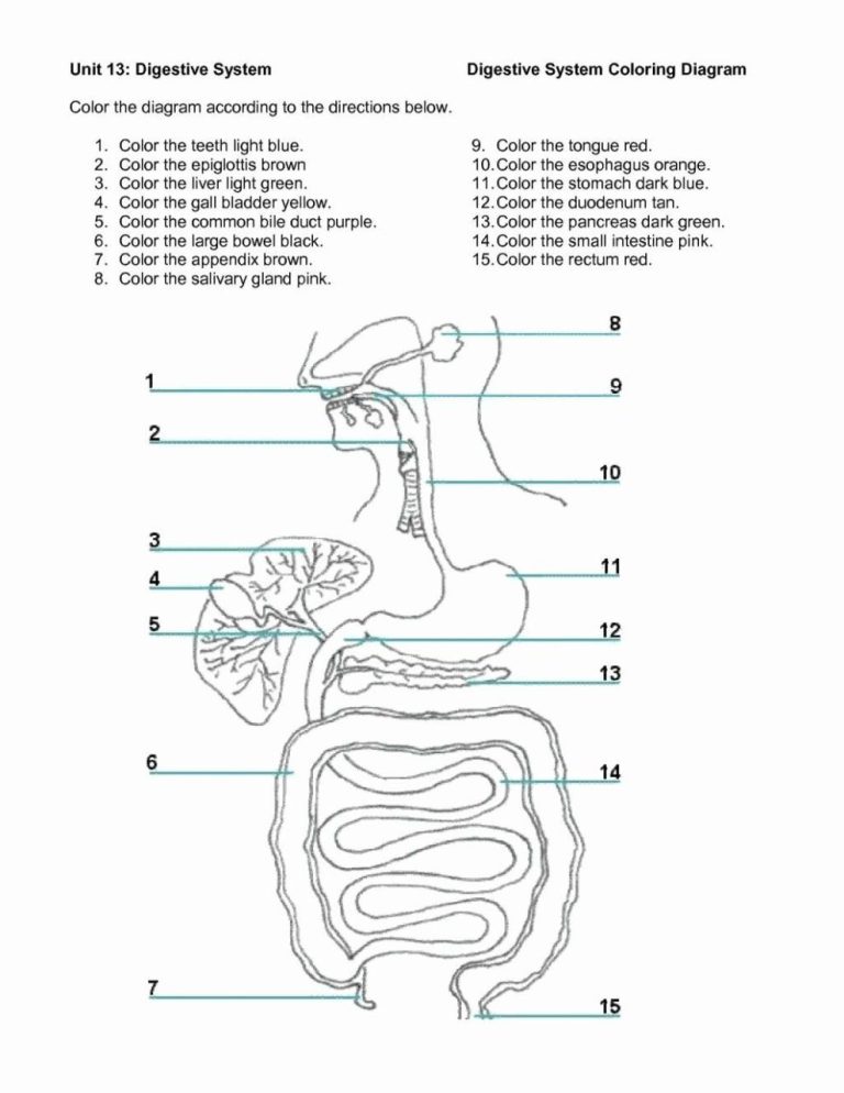 +10 Digestive System Coloring Sheet Pdf References