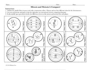 Mitosis And Meiosis Worksheet Answers