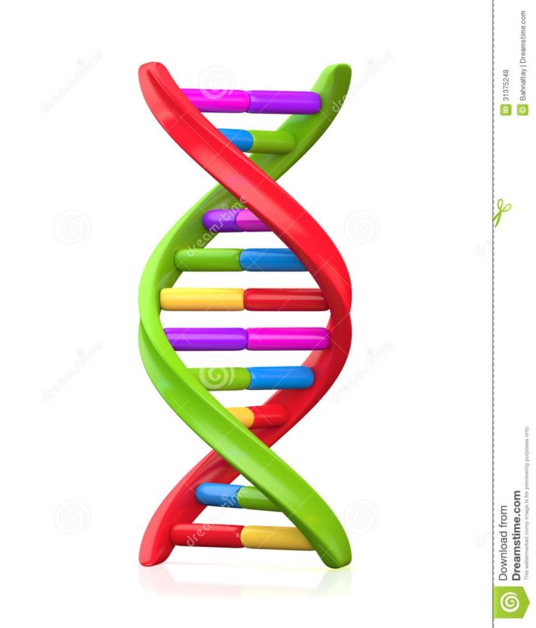 Cool Colors Of Dna Model 2022