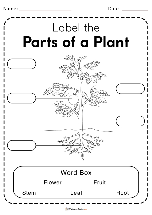 Review Of Science Plants Worksheets For Kindergarten Ideas