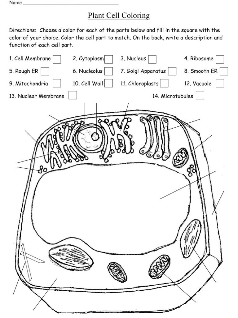 Famous Cell Membrane Coloring Worksheet Answers Quizlet Ideas