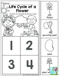 Plant Life Cycle for Kindergarten Worksheet