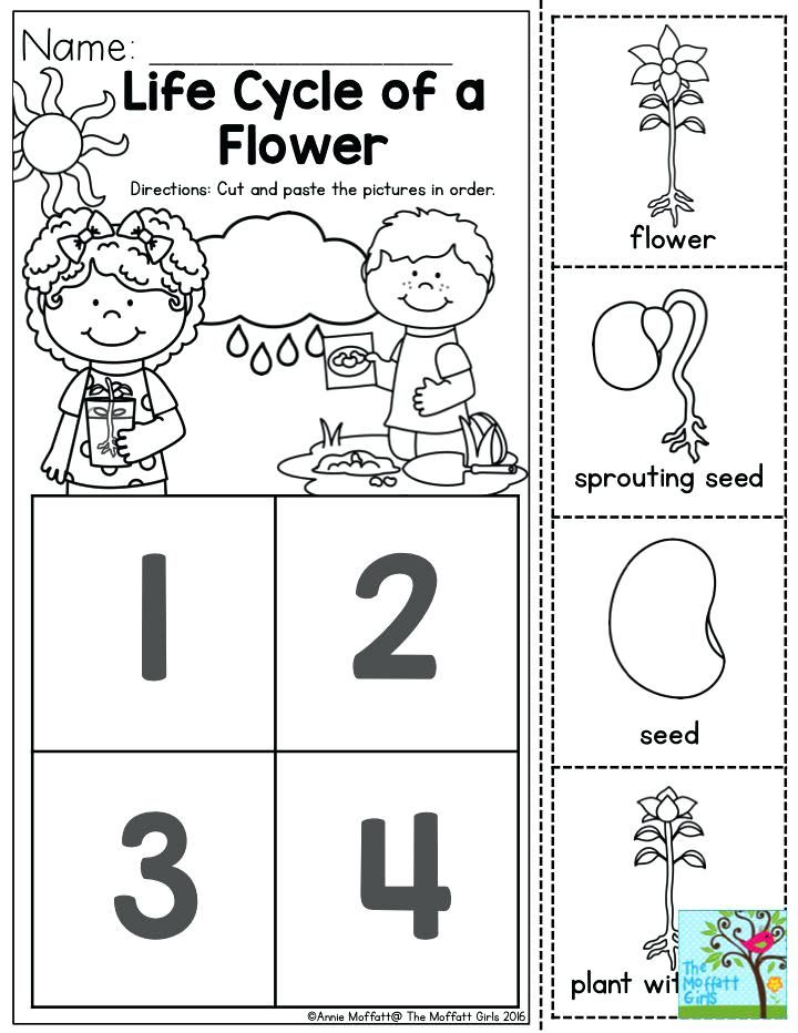 Review Of Life Cycle Of A Plant Activity For Kindergarten Ideas