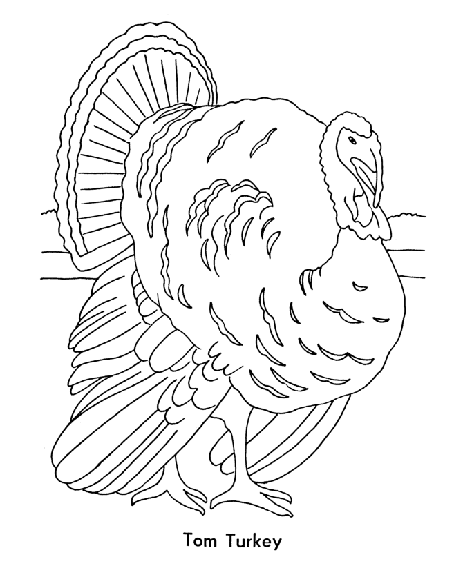 +13 Turkey Coloring Pages Already Colored Ideas