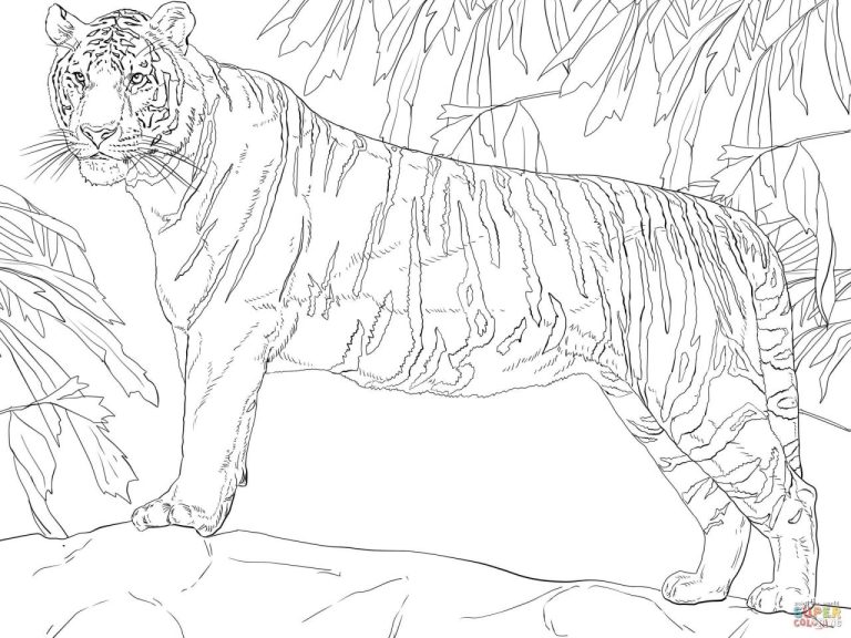 Cool Tiger Coloring Pages Realistic 2022