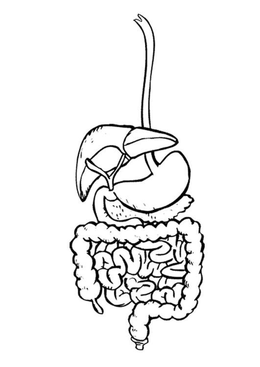 The Best Digestive System Coloring Page 2022