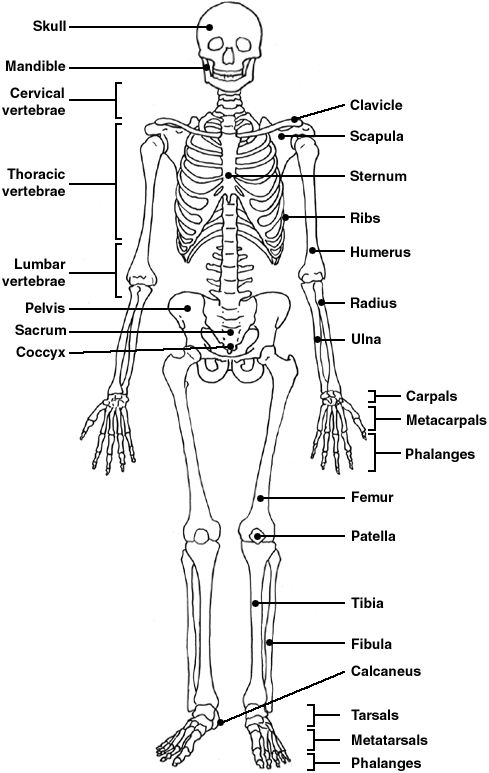 Skeletal System Worksheet Grade 5 Pdf