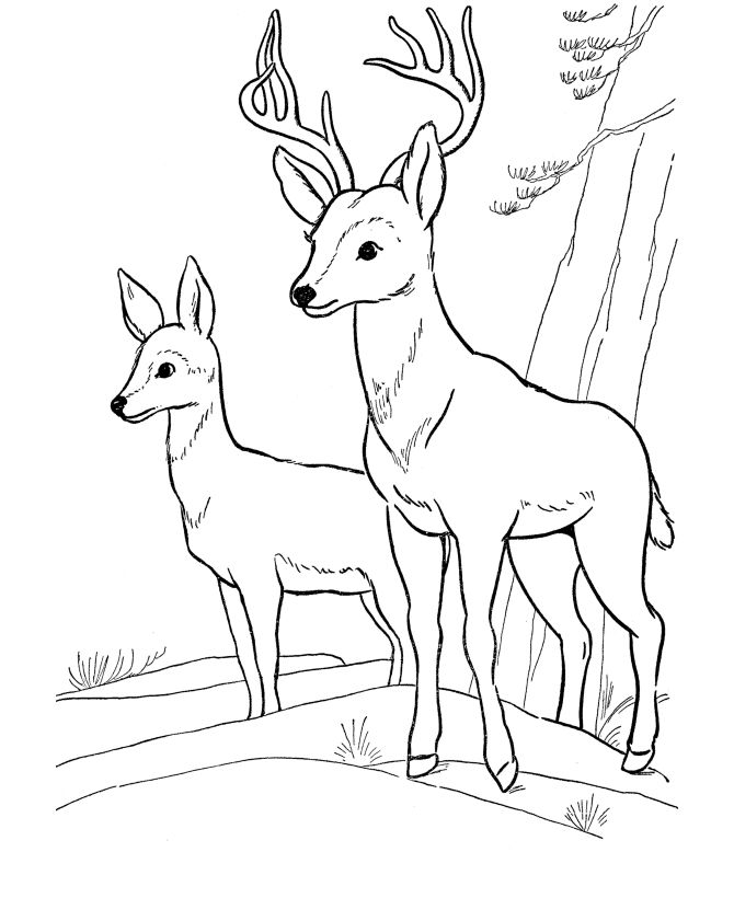 Wild Animal Coloring Pages