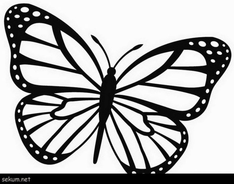 Coloring Page Butterfly Pictures To Color