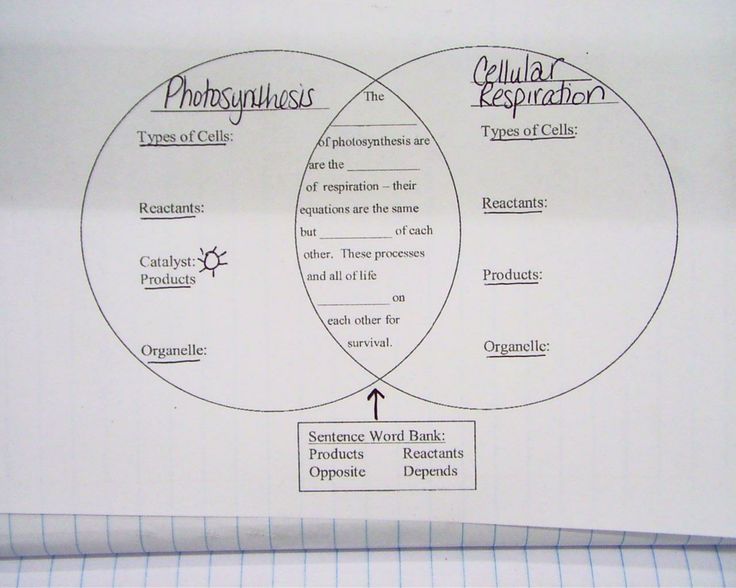 Amoeba Sisters Photosynthesis And Cellular Respiration Worksheet Answers