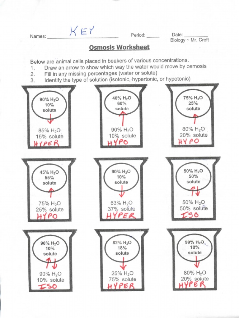 Osmosis Worksheet Biology Mr Croft