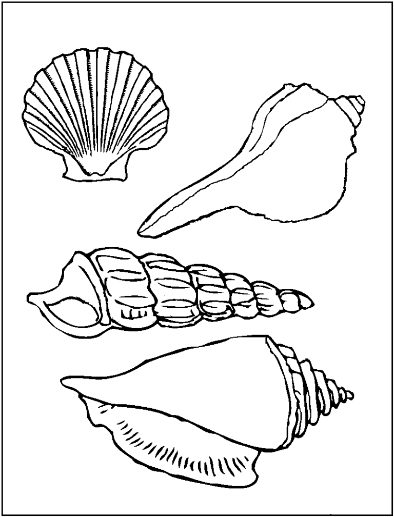 Seashell Coloring Page
