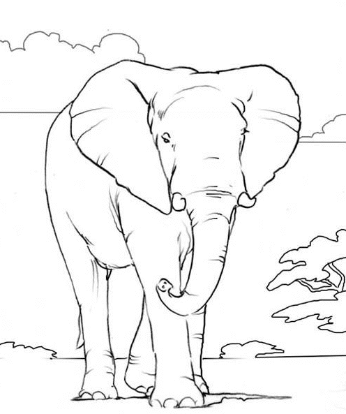 Elephant Pictures To Color