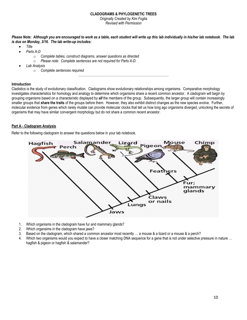 the-best-cladogram-worksheet-answer-key-2023-alec-worksheet