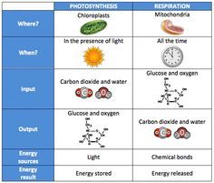 Comparing Photosynthesis And Cellular Respiration Worksheet Answer Key