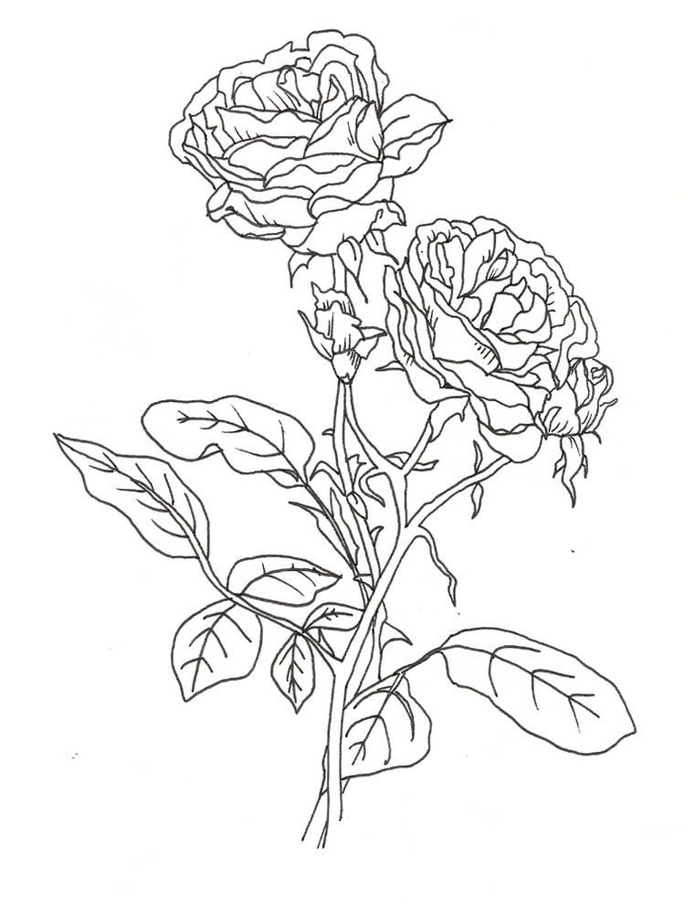 Realistic Roses Coloring Pages