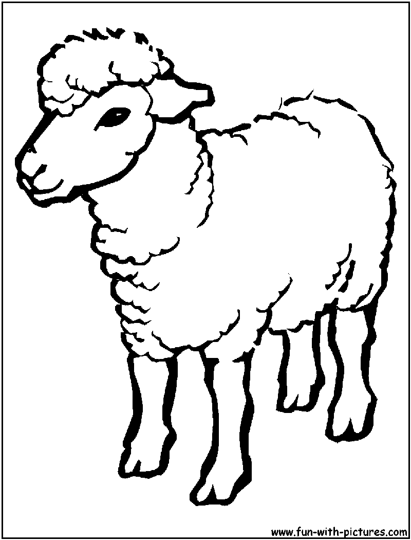 Sheep Coloring