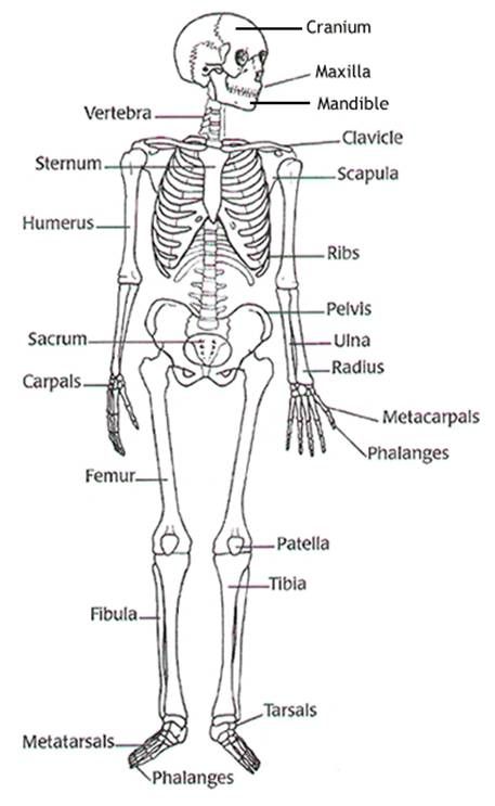 5th Grade Skeletal System Worksheet Answers