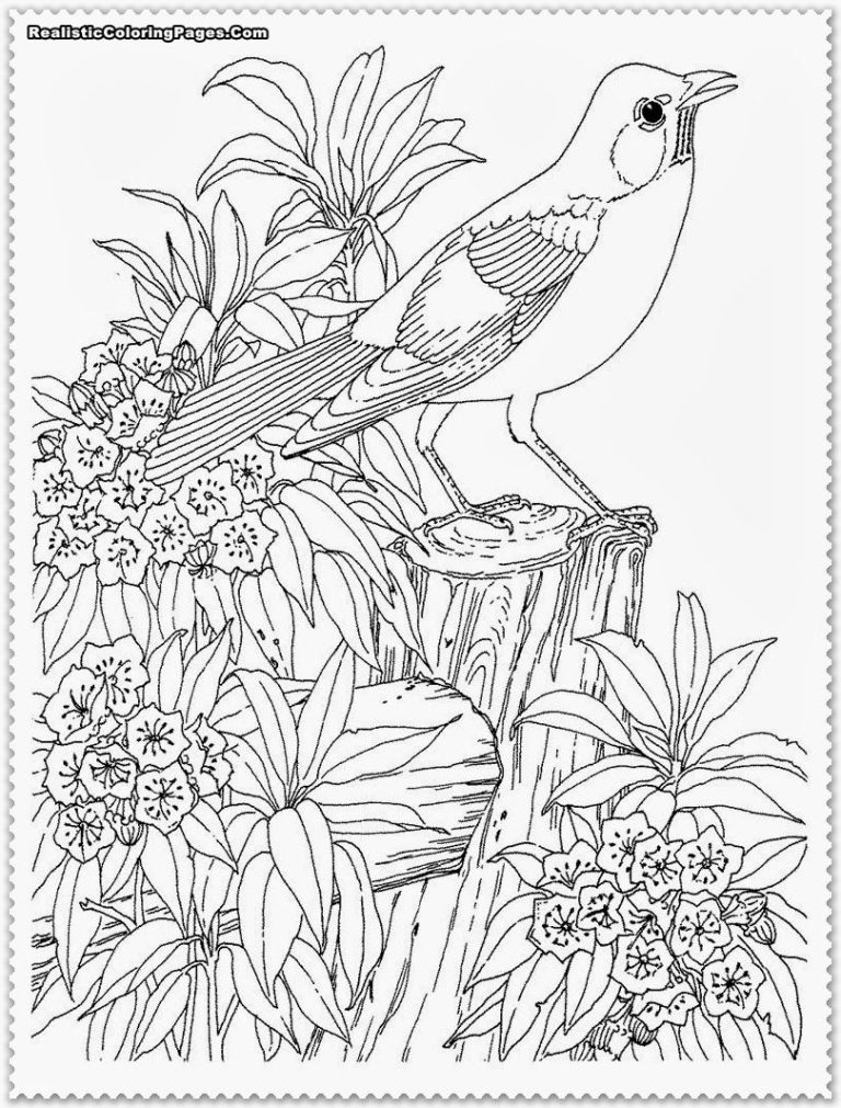 Bird Coloring Pages Realistic
