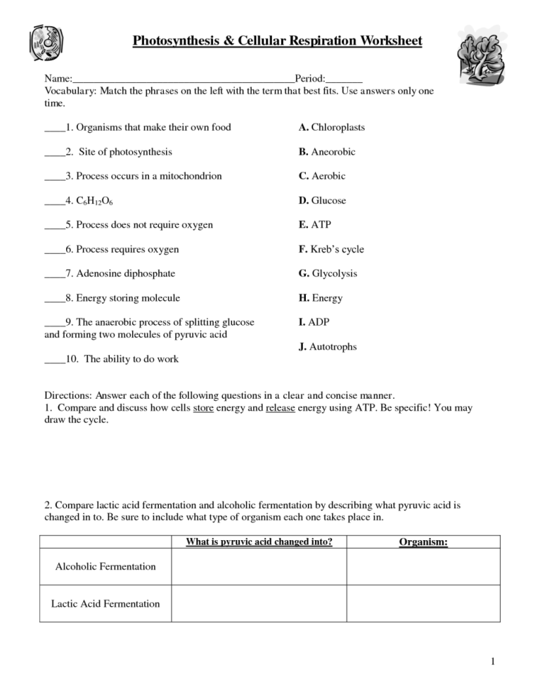 7th Grade Photosynthesis And Cellular Respiration Worksheet Answers