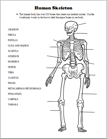 Skeletal System Worksheet Pdf Grade 4
