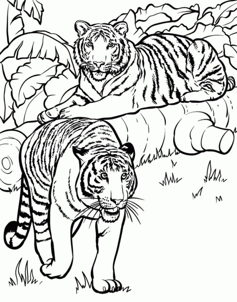 Tiger Coloring Pages Realistic