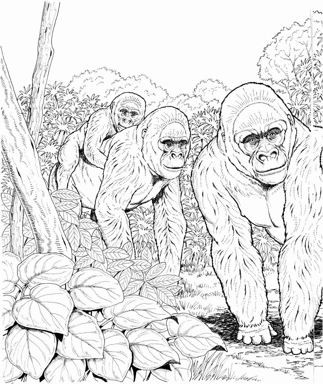 Gorilla Coloring Pages