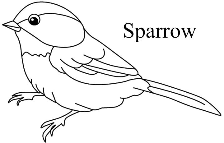 Bird Coloring Pages For Kids