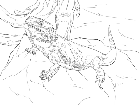 Bearded Dragon Lizard Coloring Pages