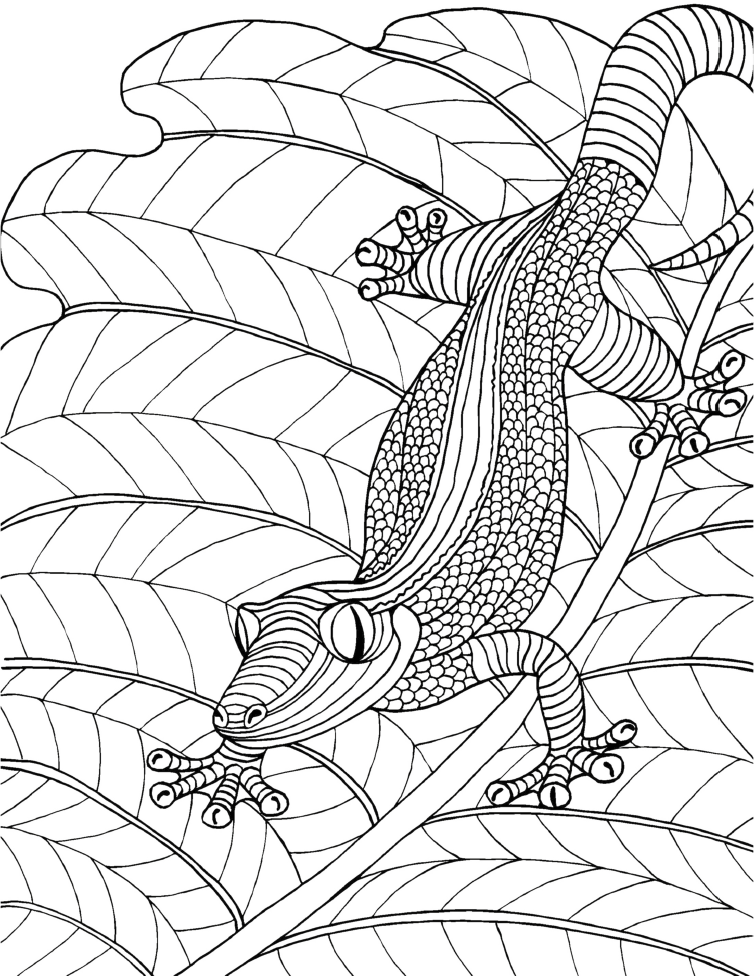 Lizard Coloring Pages For Adults