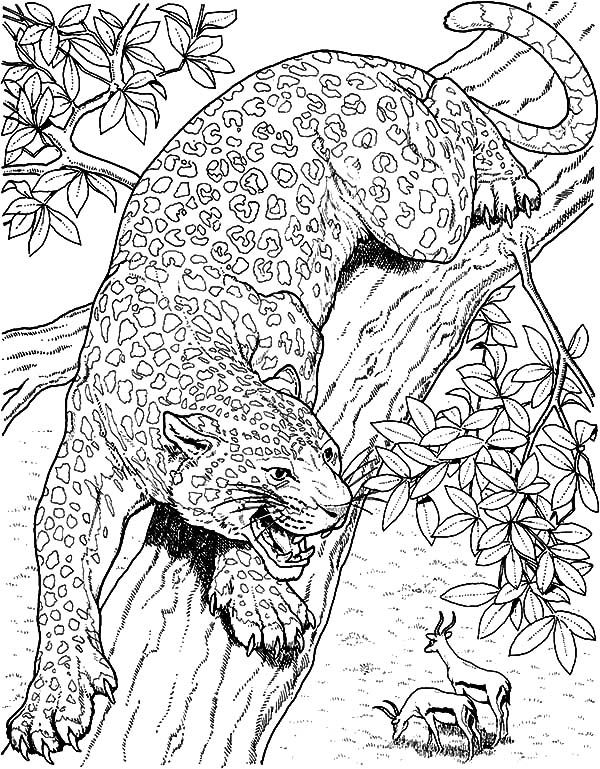 Jaguar Coloring Pages
