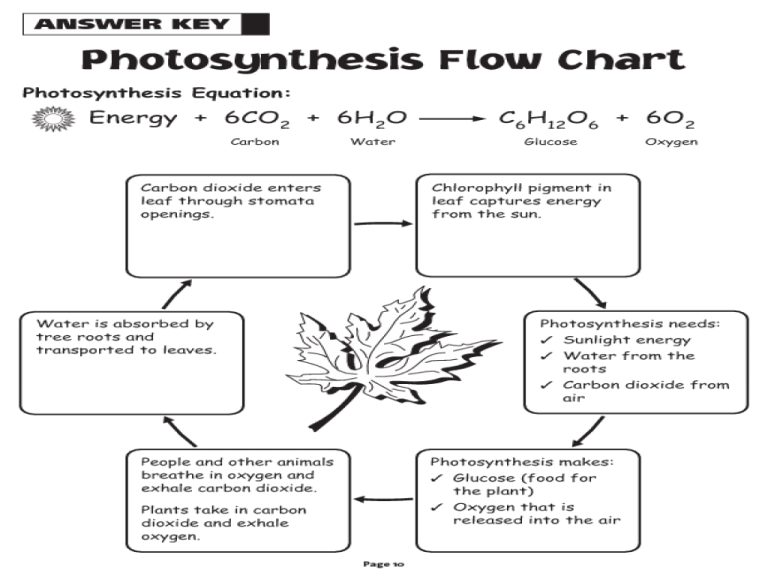 7th grade photosynthesis worksheet