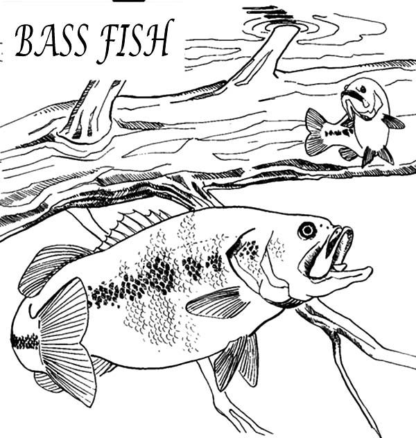 Fish Coloring Pages Bass