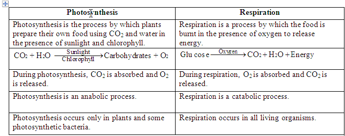 Comparing Photosynthesis And Respiration Worksheet Answers