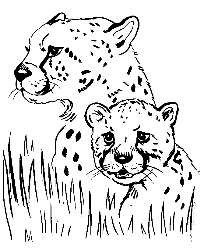 Realistic Cheetah Coloring Pages