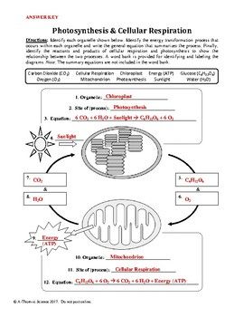 Comparison Of Photosynthesis And Cellular Respiration Worksheet Answers