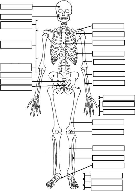Printable Skeletal System Worksheet Answers Pdf