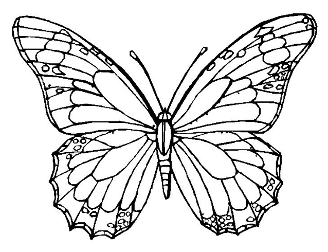 Butterfly Coloring Template