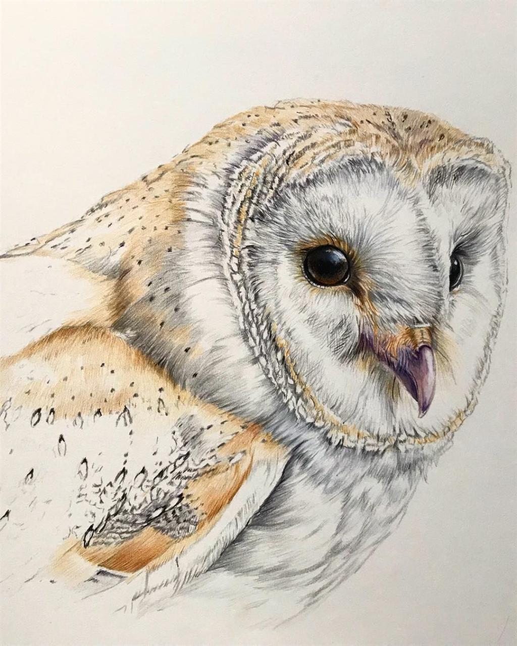 Owl Drawing Colour