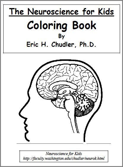 Brain Coloring Page With Labels