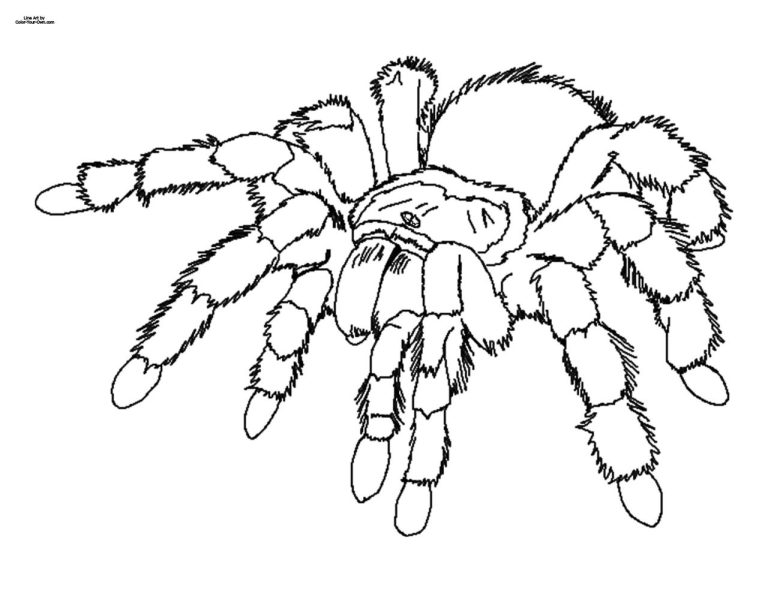 Spider Coloring Pages Pdf