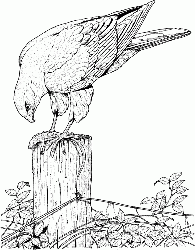 Bird Coloring Pages For Adults