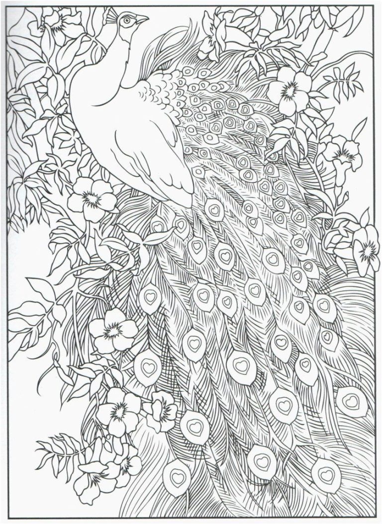 Peacock Coloring Pages Hard