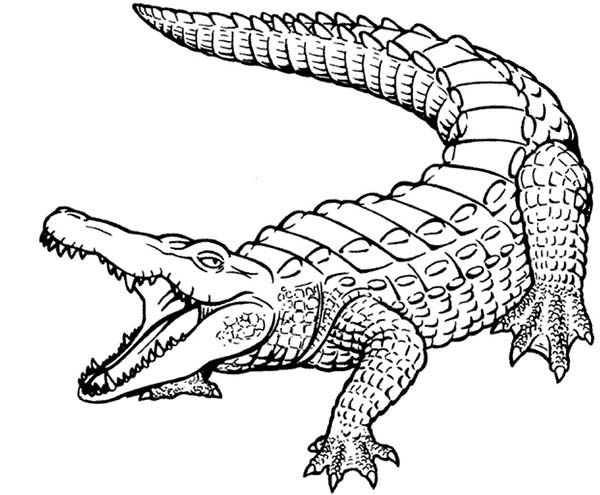 Easy Crocodile Coloring Pages