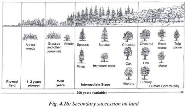 Pond Succession Ecological Succession Worksheet Answers