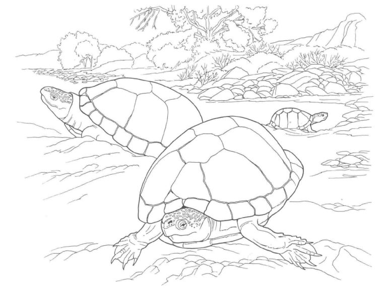Turtle Coloring