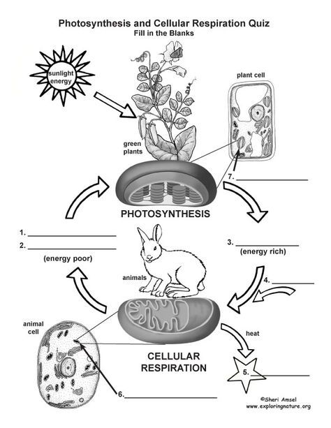 Photosynthesis And Cellular Respiration Worksheet Answer Key